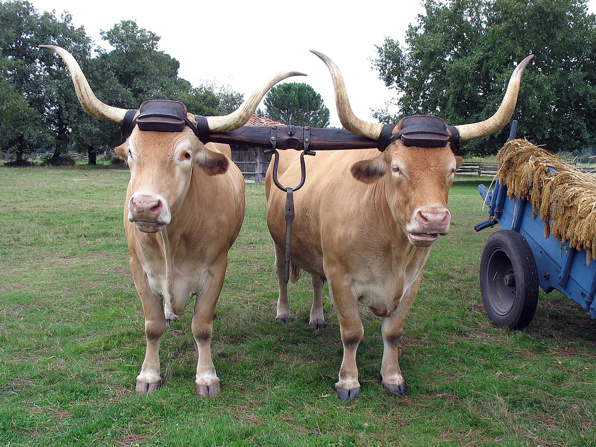 Béarnaise (race bovine)