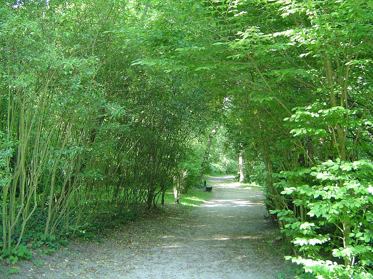 Bois de l'aurore1.jpg
