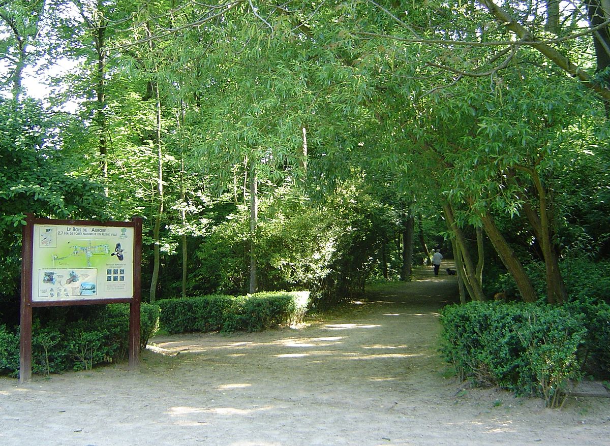 Bois de l'aurore2.jpg