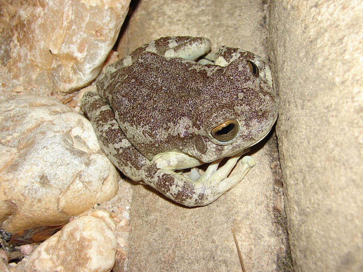 Bokermannohyla