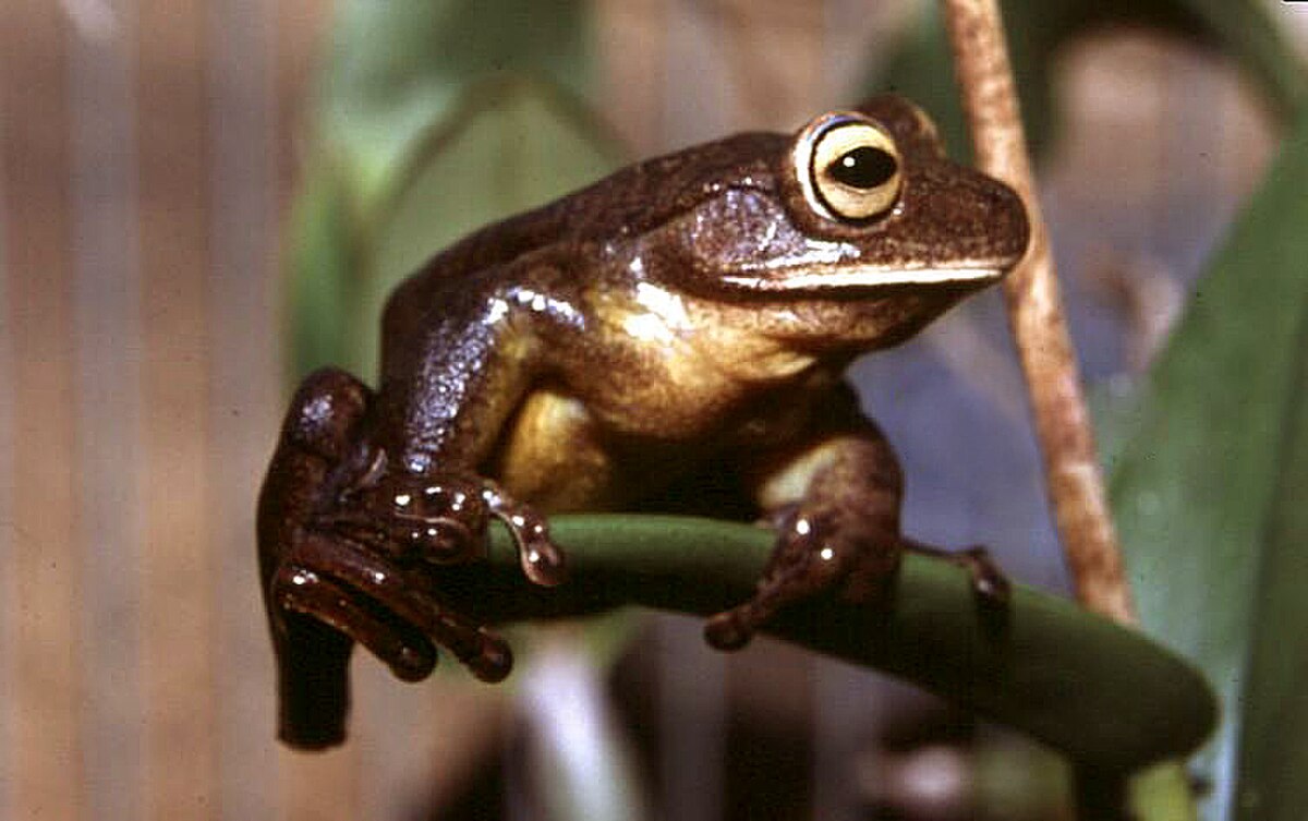 Bokermannohyla circumdata