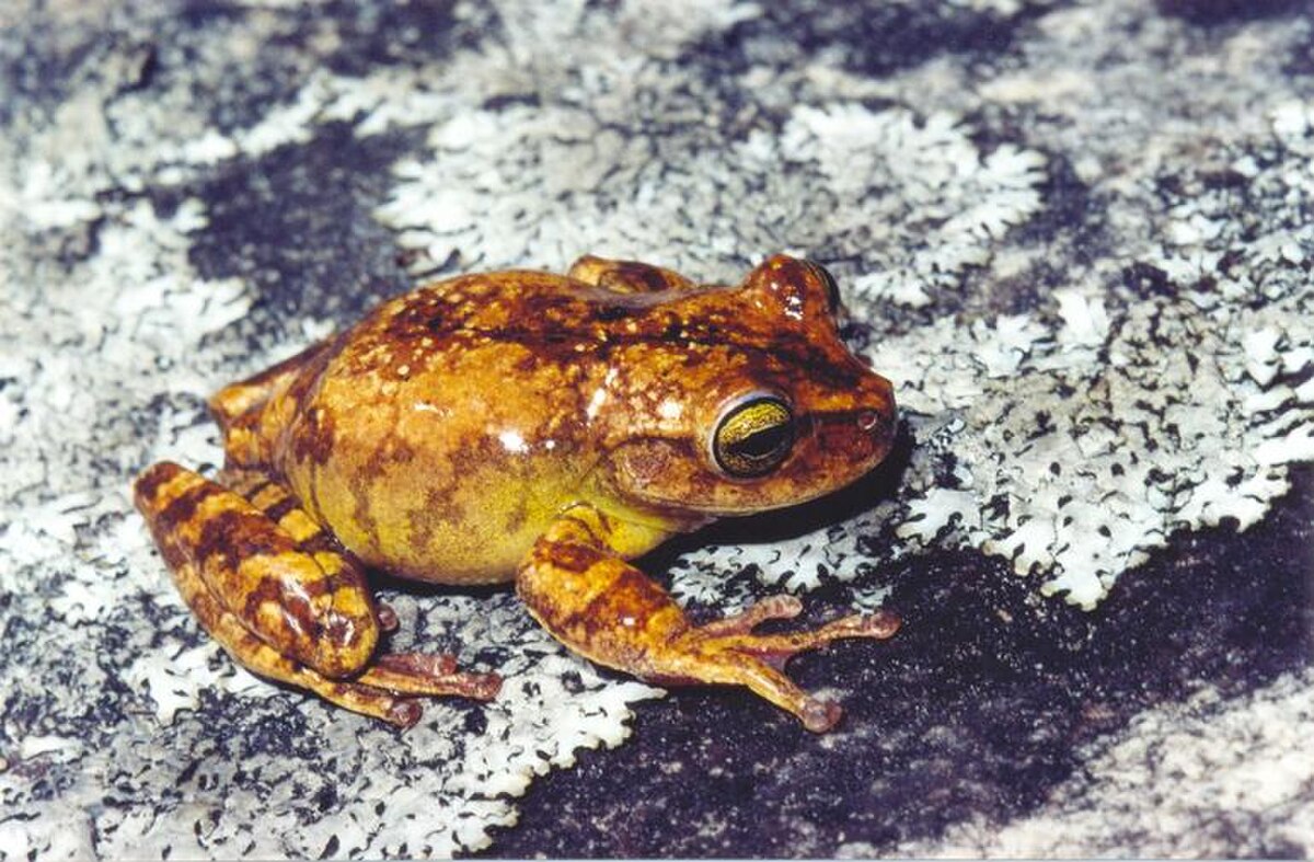 Bokermannohyla nanuzae