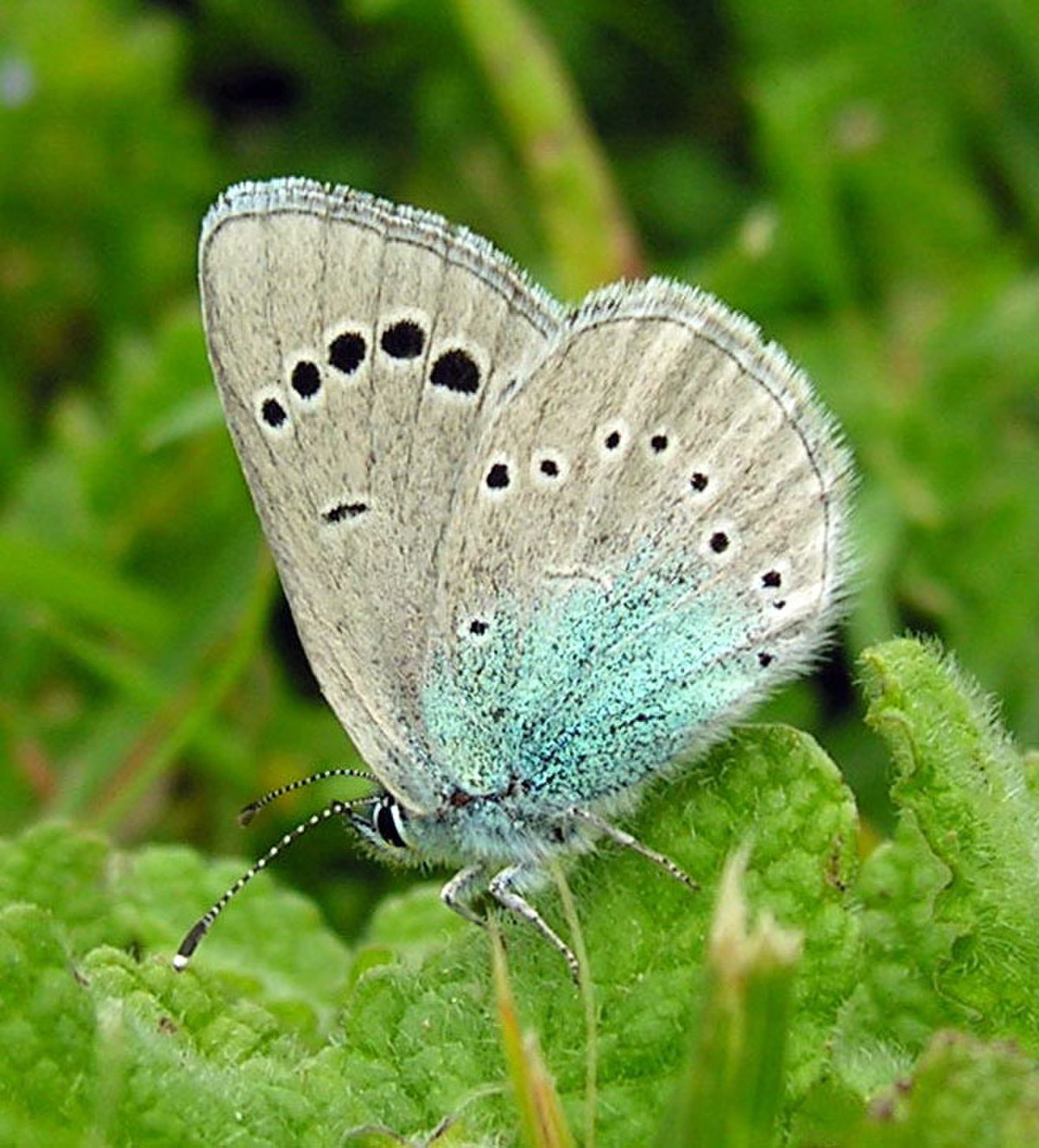 Azuré des cytises