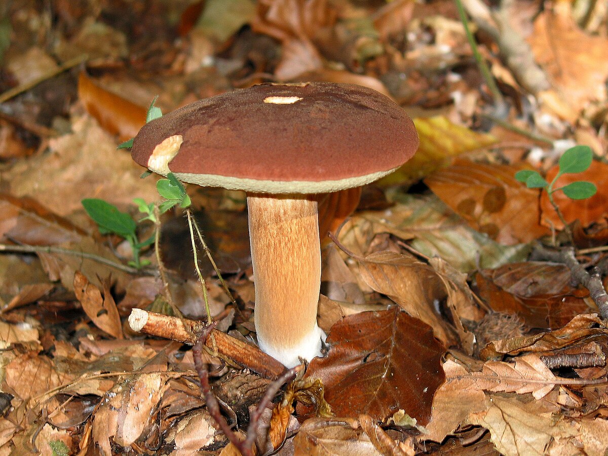 Opisthokonta (classification phylogénétique)