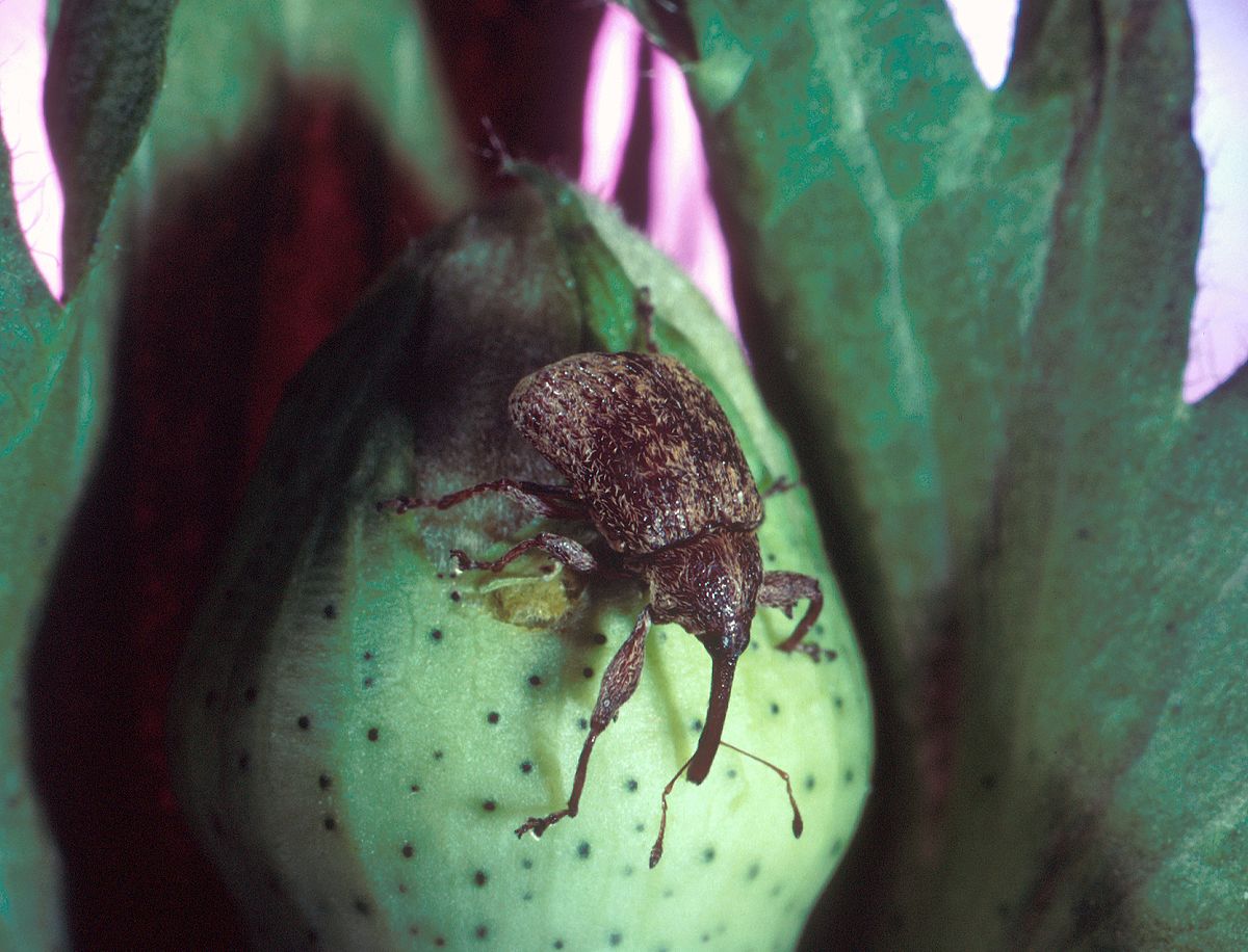 Anthonomus grandis