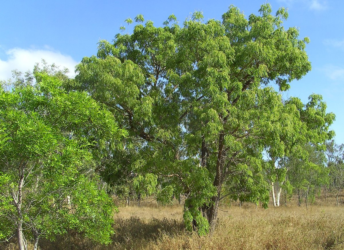 Glycine arbre