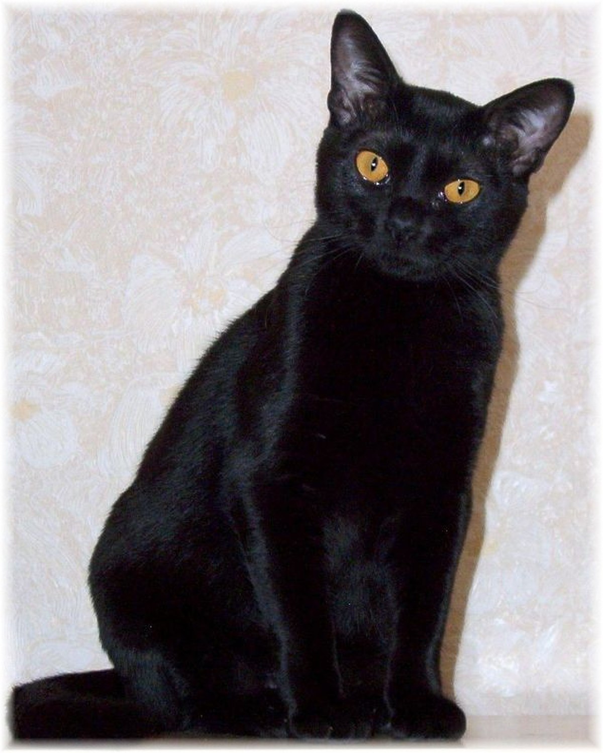 Bombay (chat)