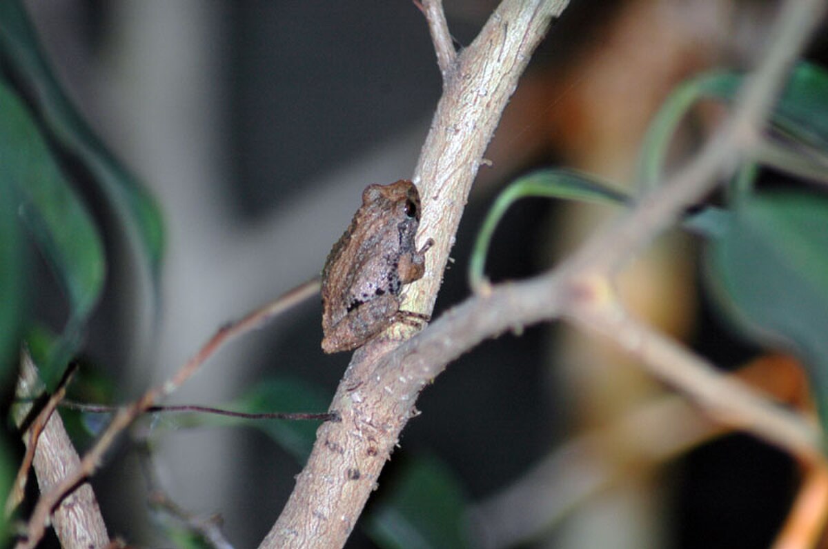 Pseudophilautus bombayensis