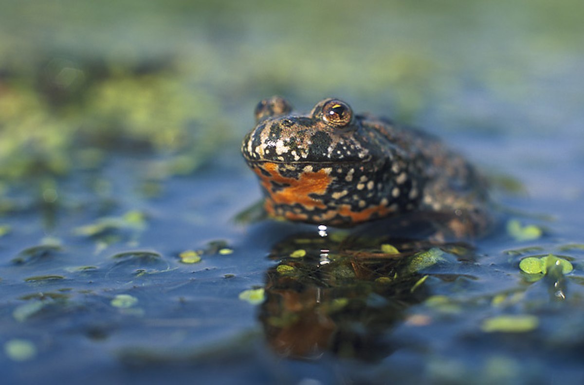 Bombinatoridae