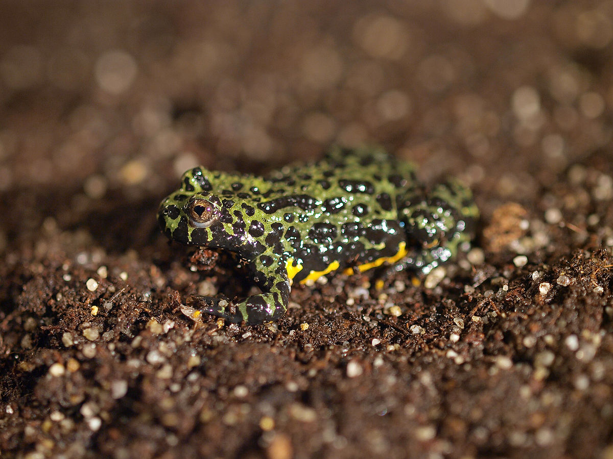 Bombina orientalis Adlassnig.jpg