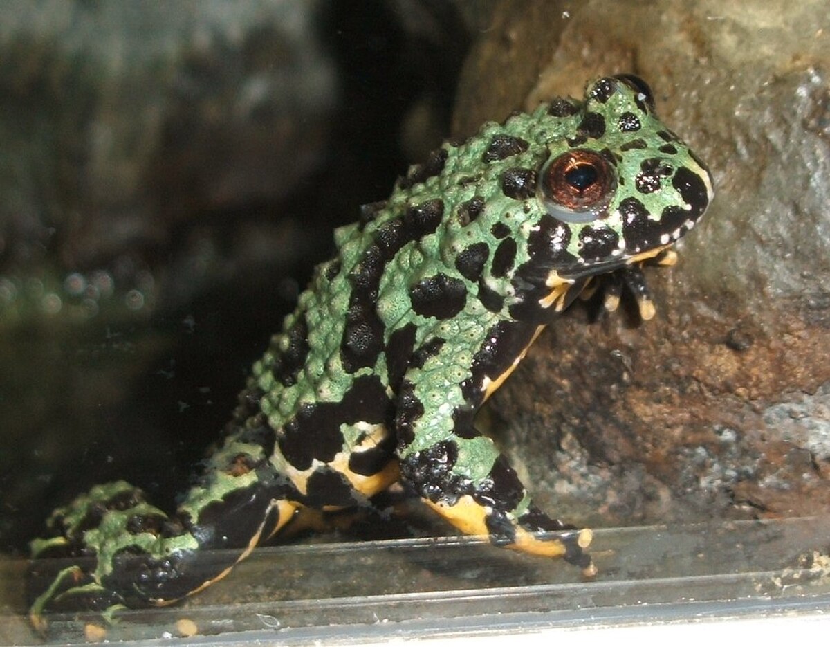 Bombina-orientalis-AMNH.jpg