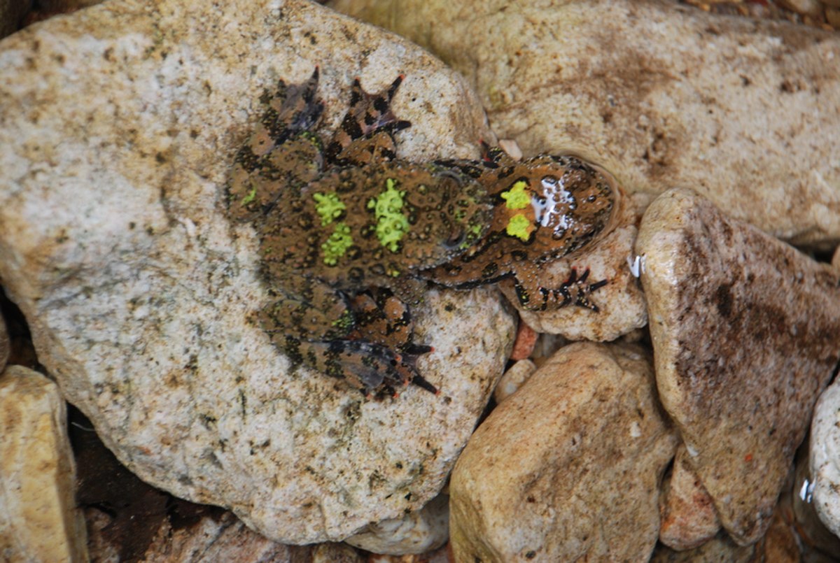 Bombina orientalis01.jpg