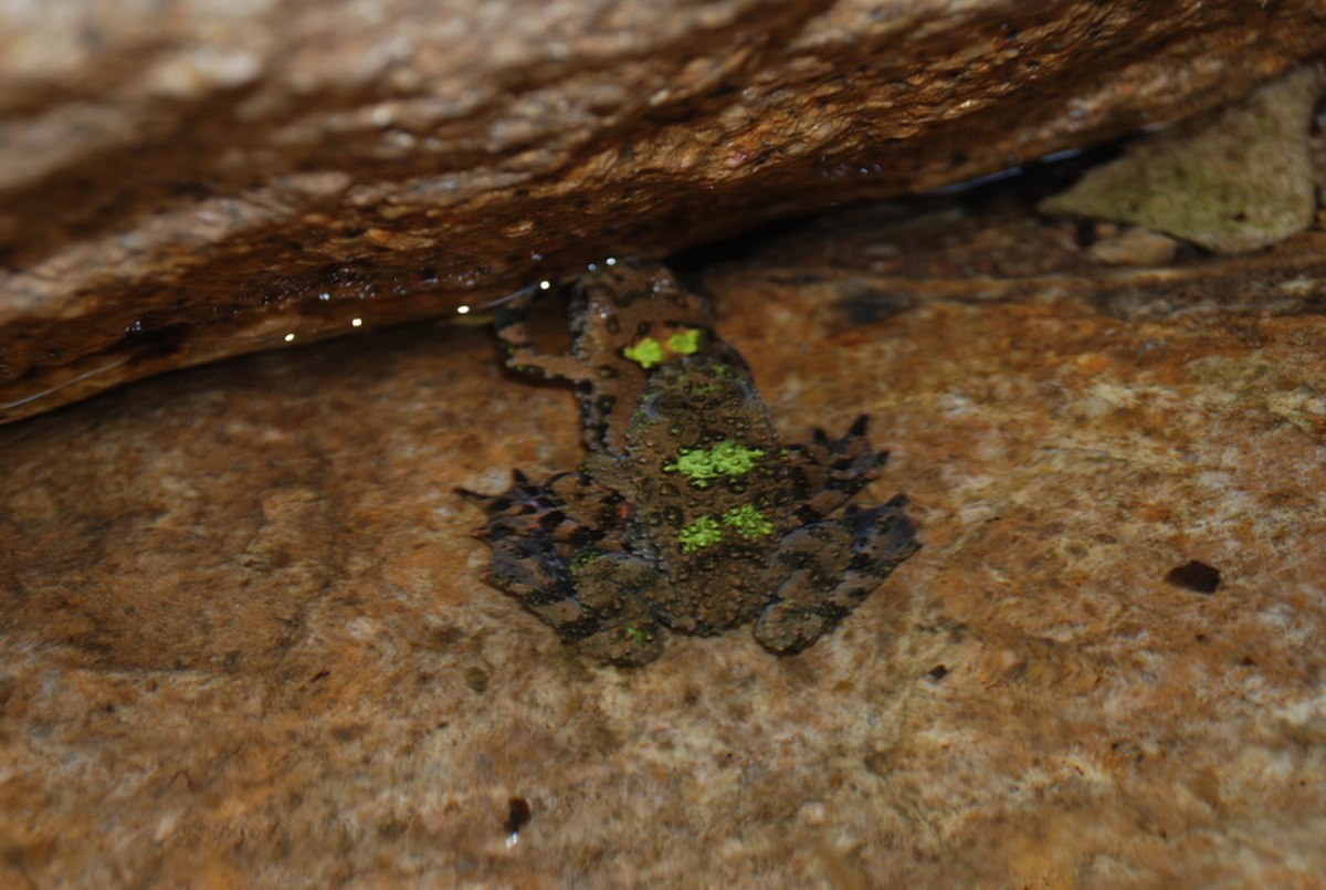 Bombina orientalis02.jpg