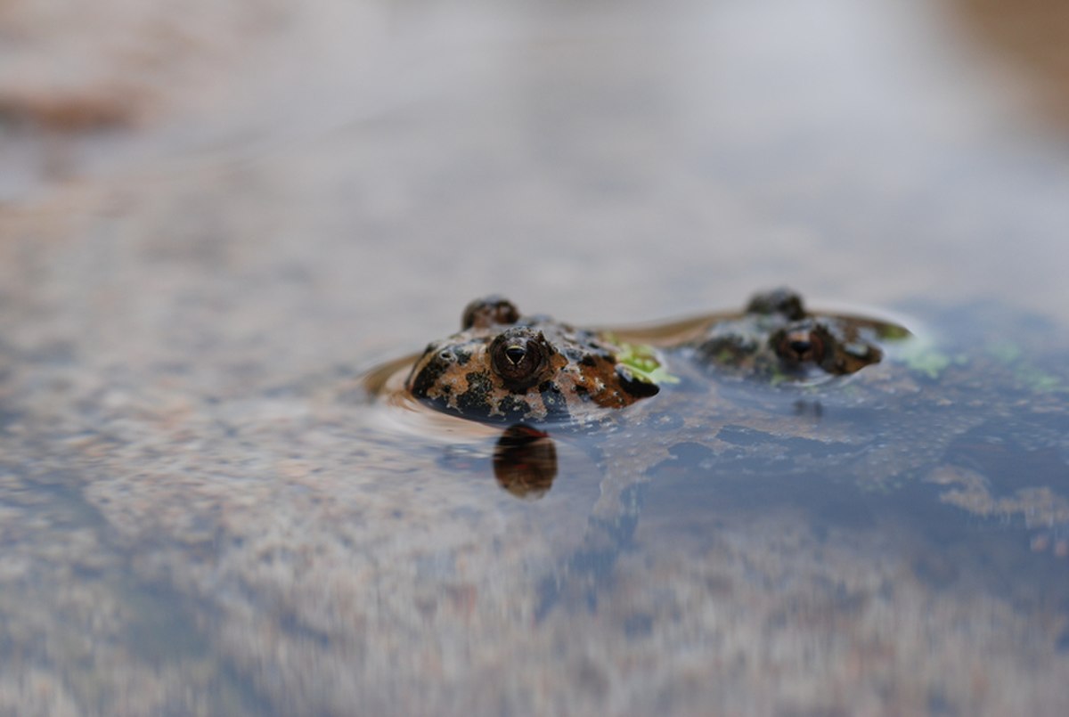 Bombina orientalis04.jpg