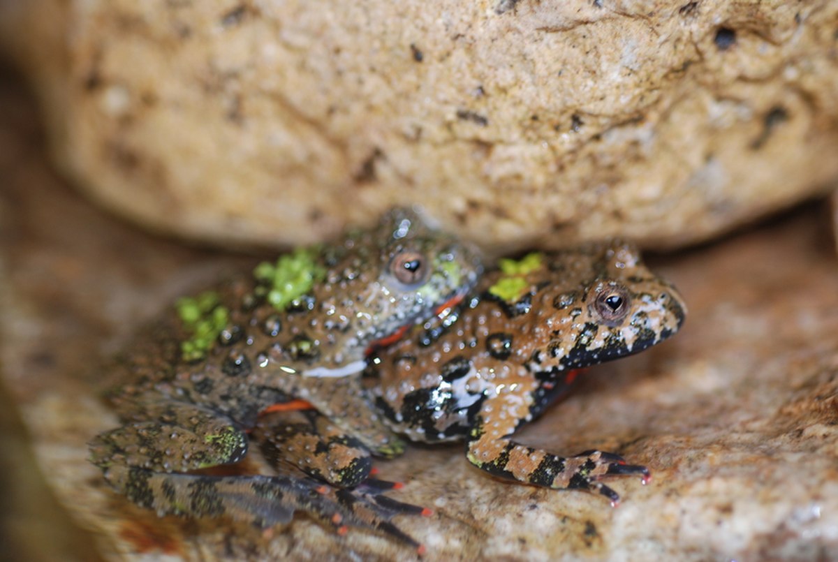 Bombina orientalis05.jpg