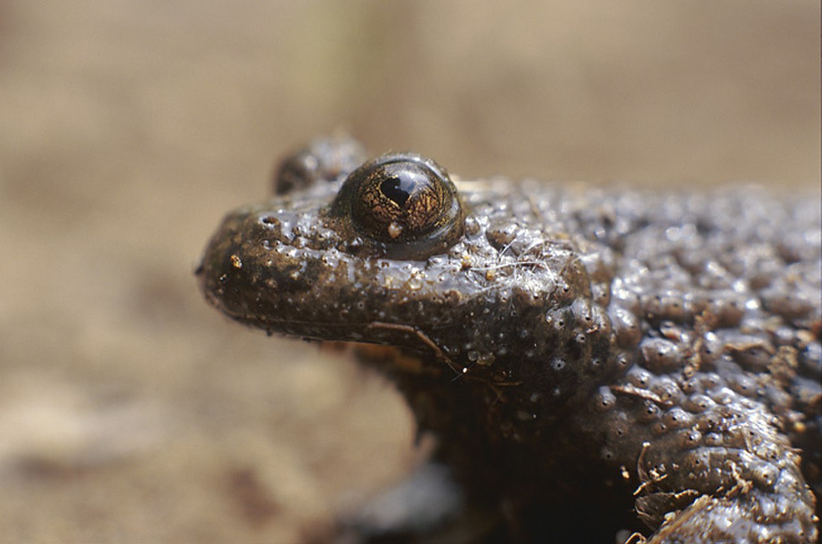 Bombina variegata (Marek Szczepanek).jpg