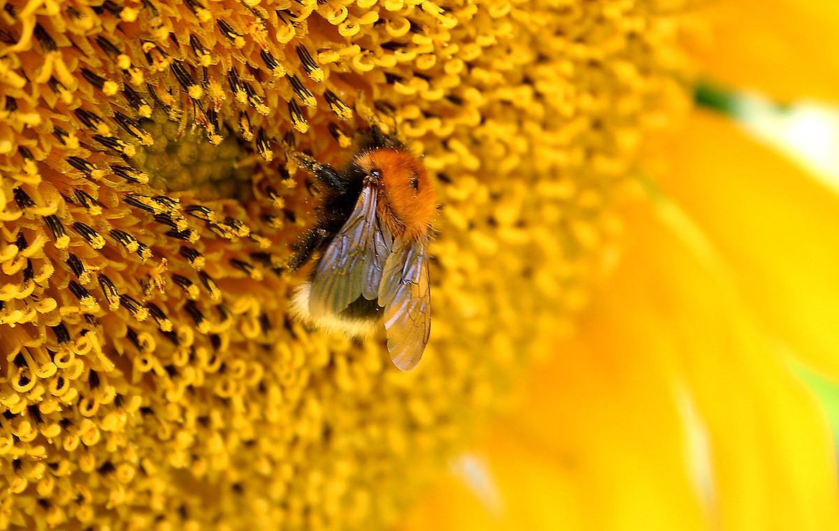 Un bourdon récoltant du pollen.