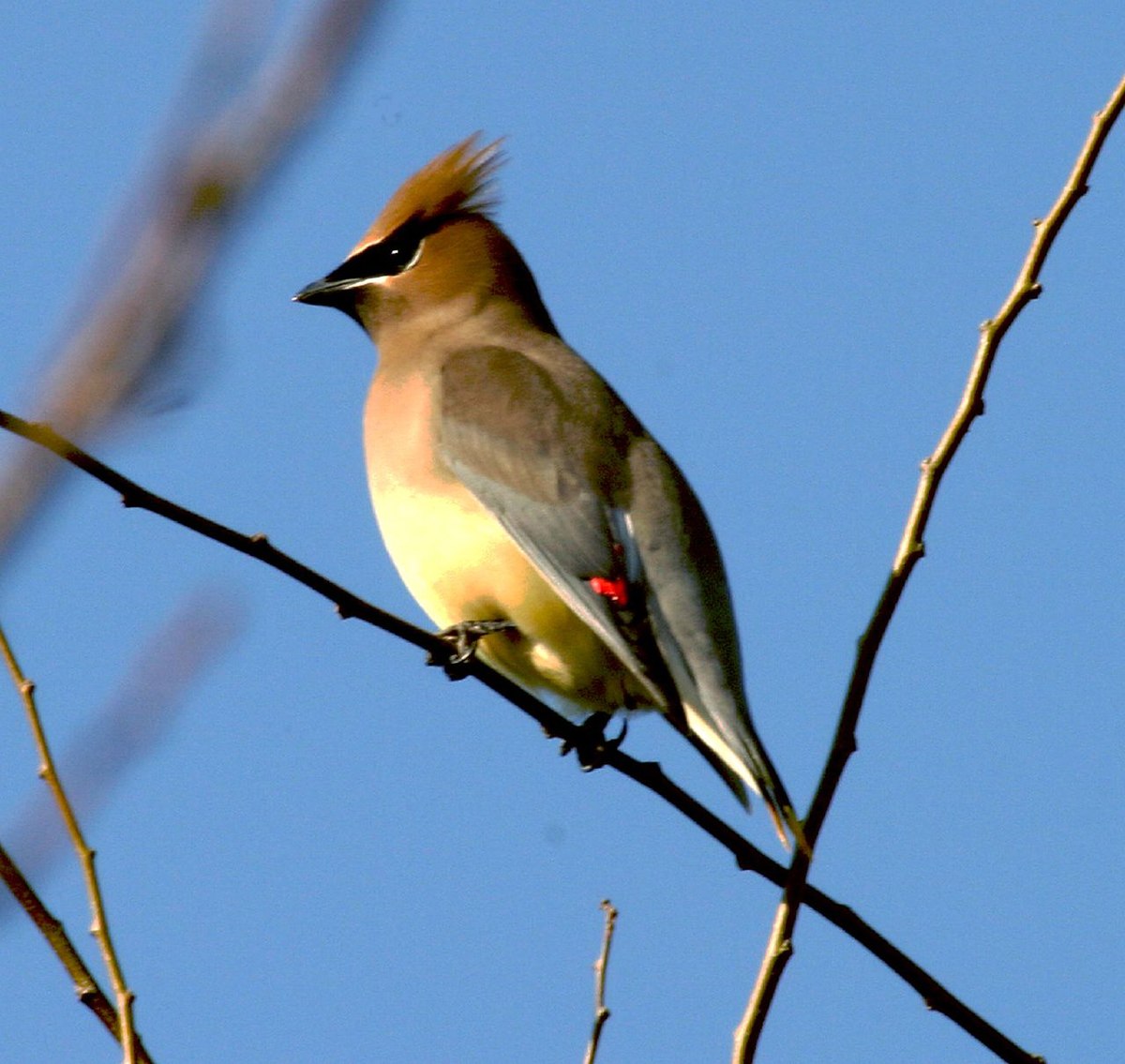 Bombycilla cedrorum.jpg