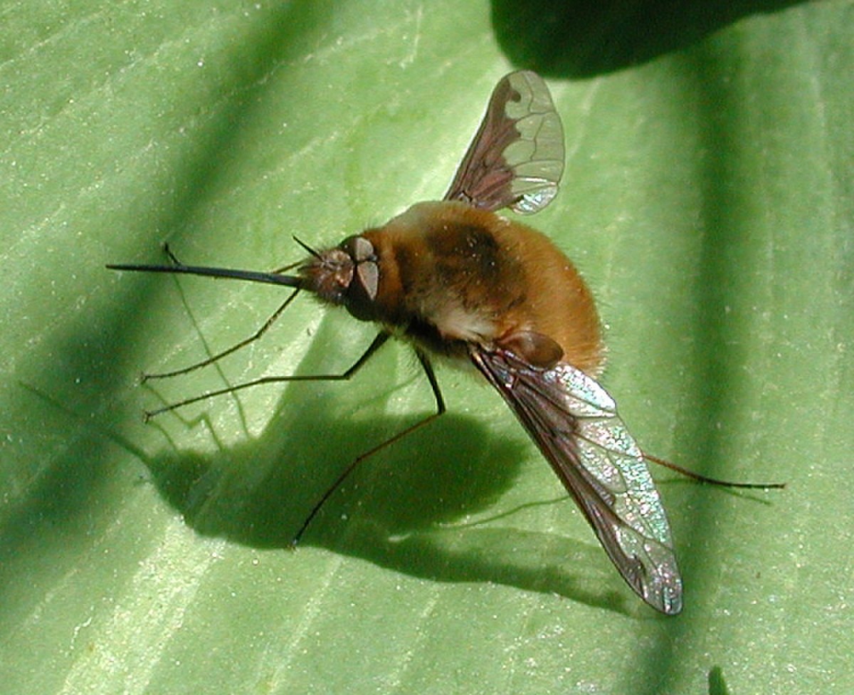 Bombylius