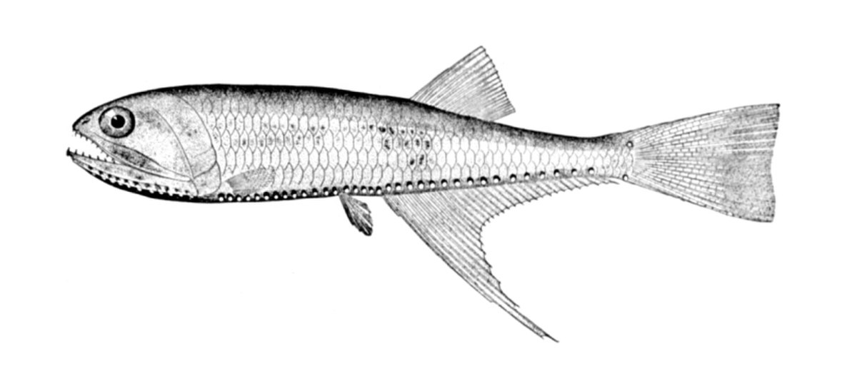 Bonapartia pedaliota