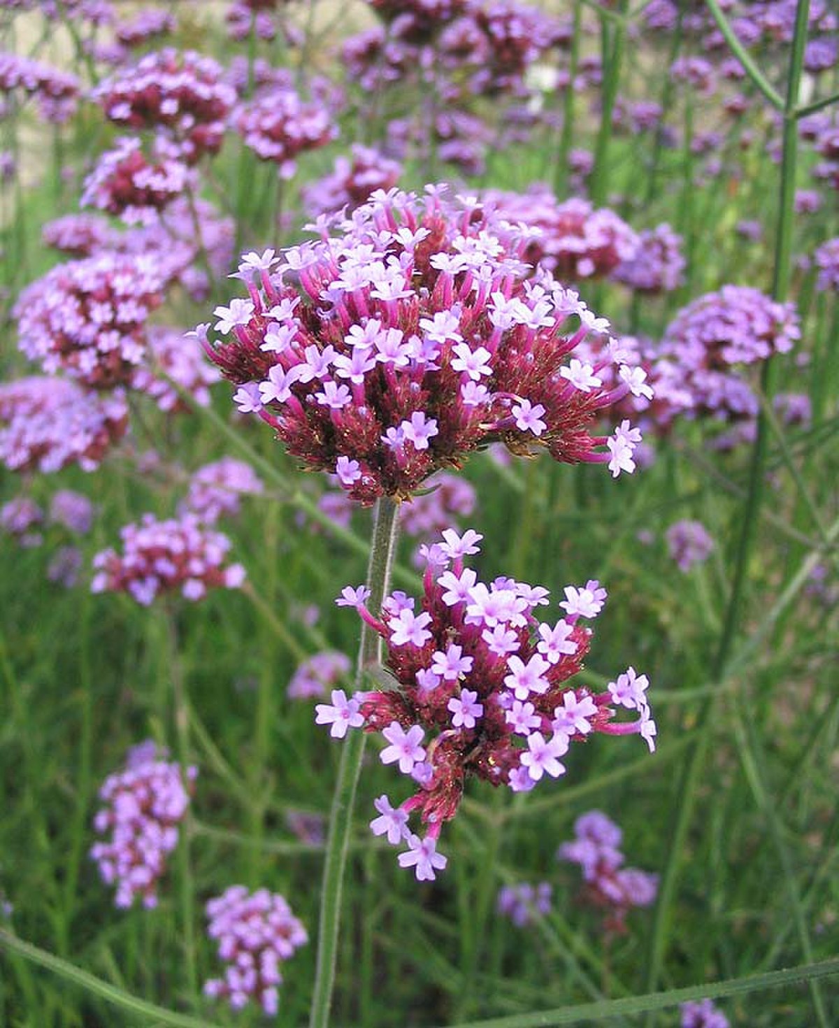 Verbena