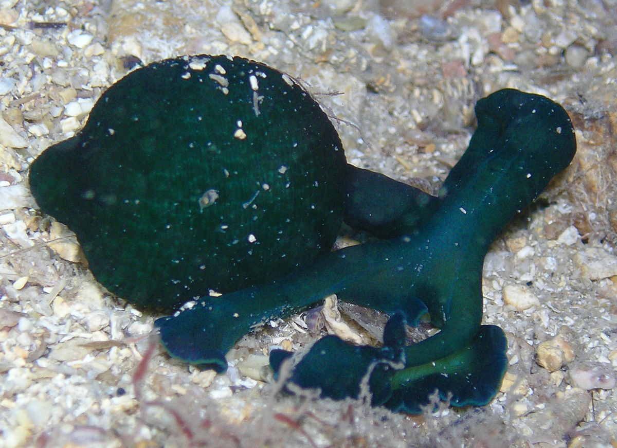 Bonelliidae