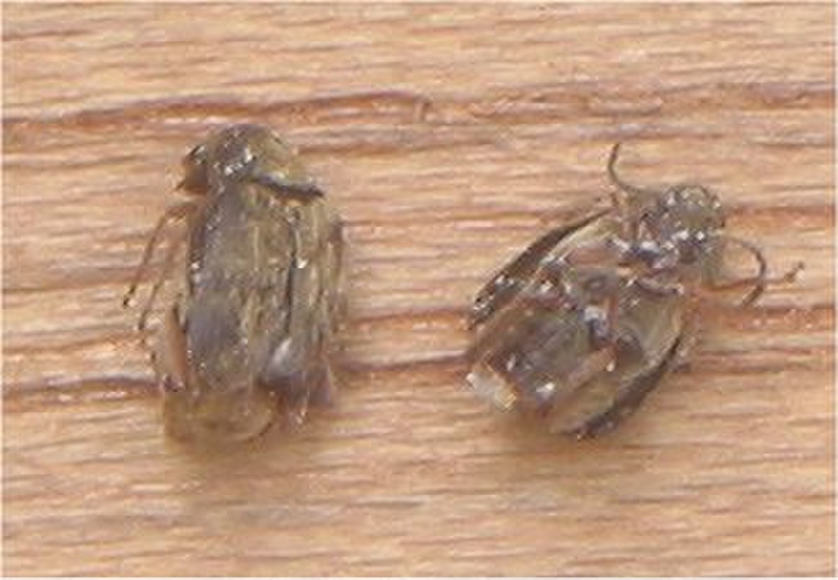 Acanthoscelides