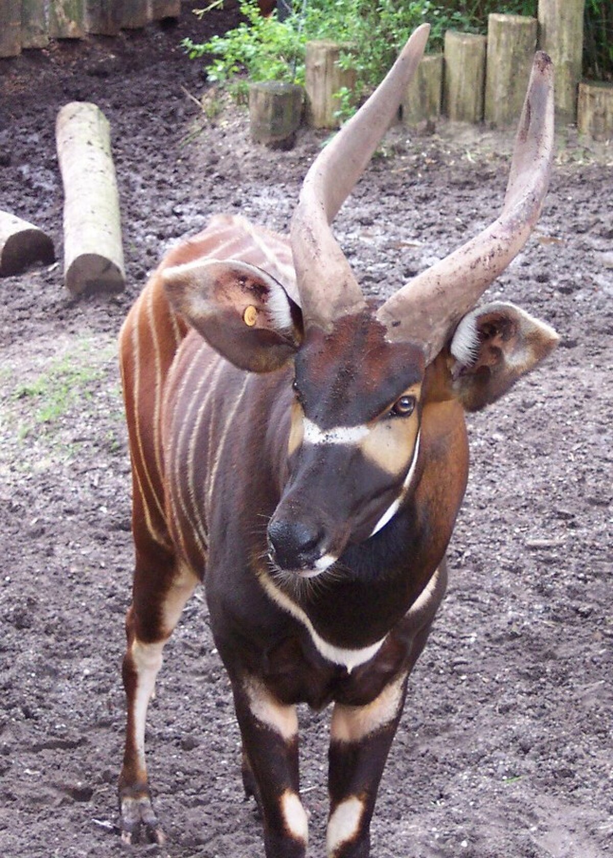 Bongo (animal)