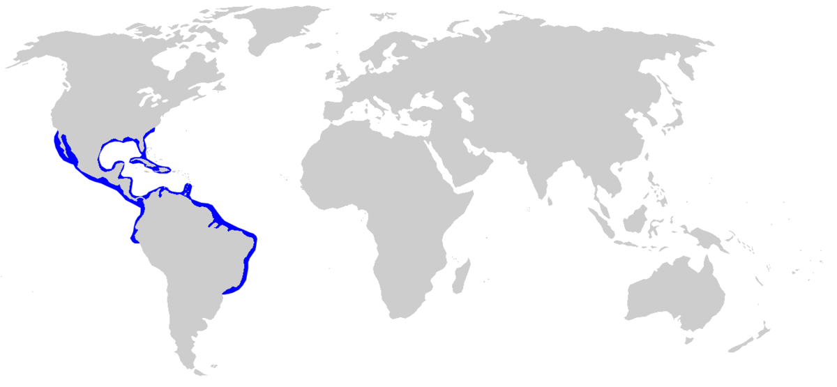Bonnethead Shark DistMap.png