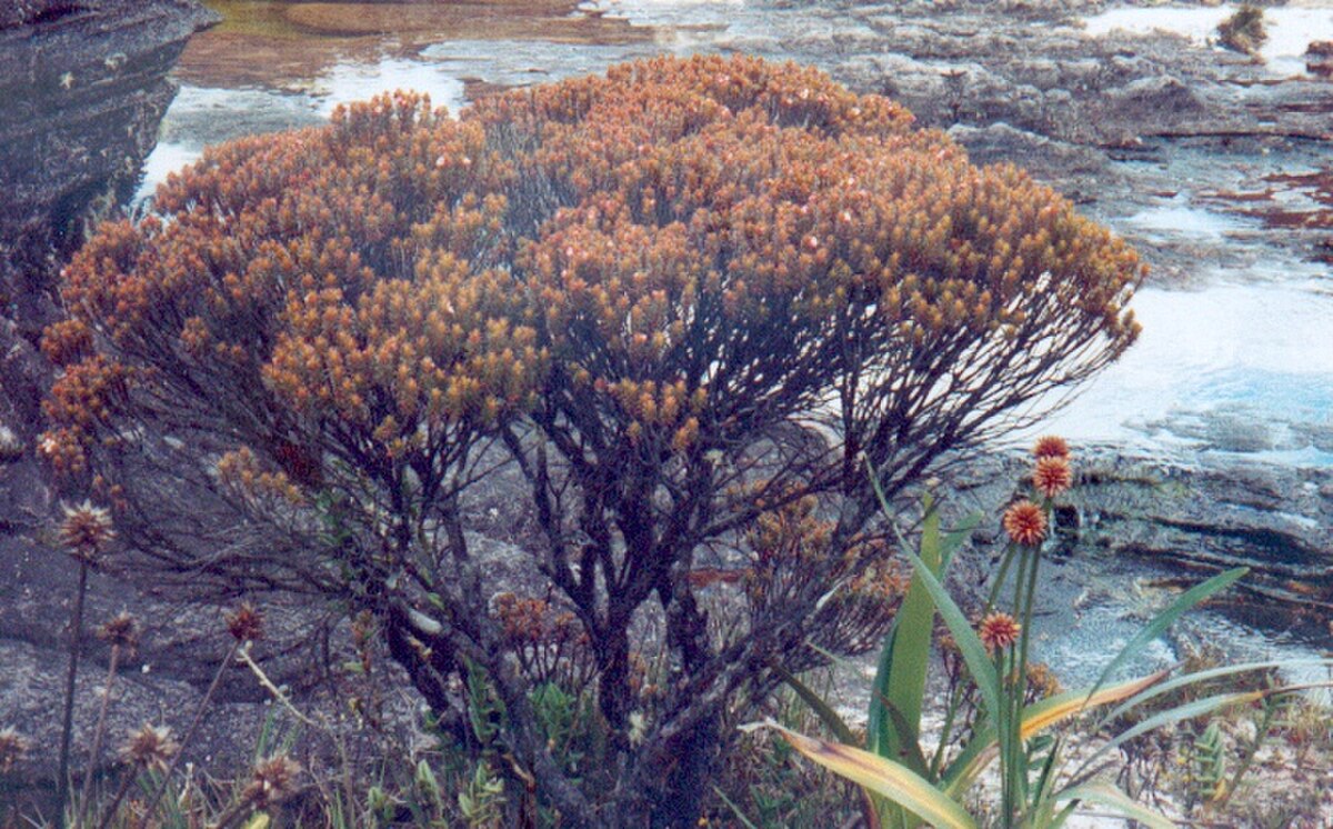 Bonnetiaceae