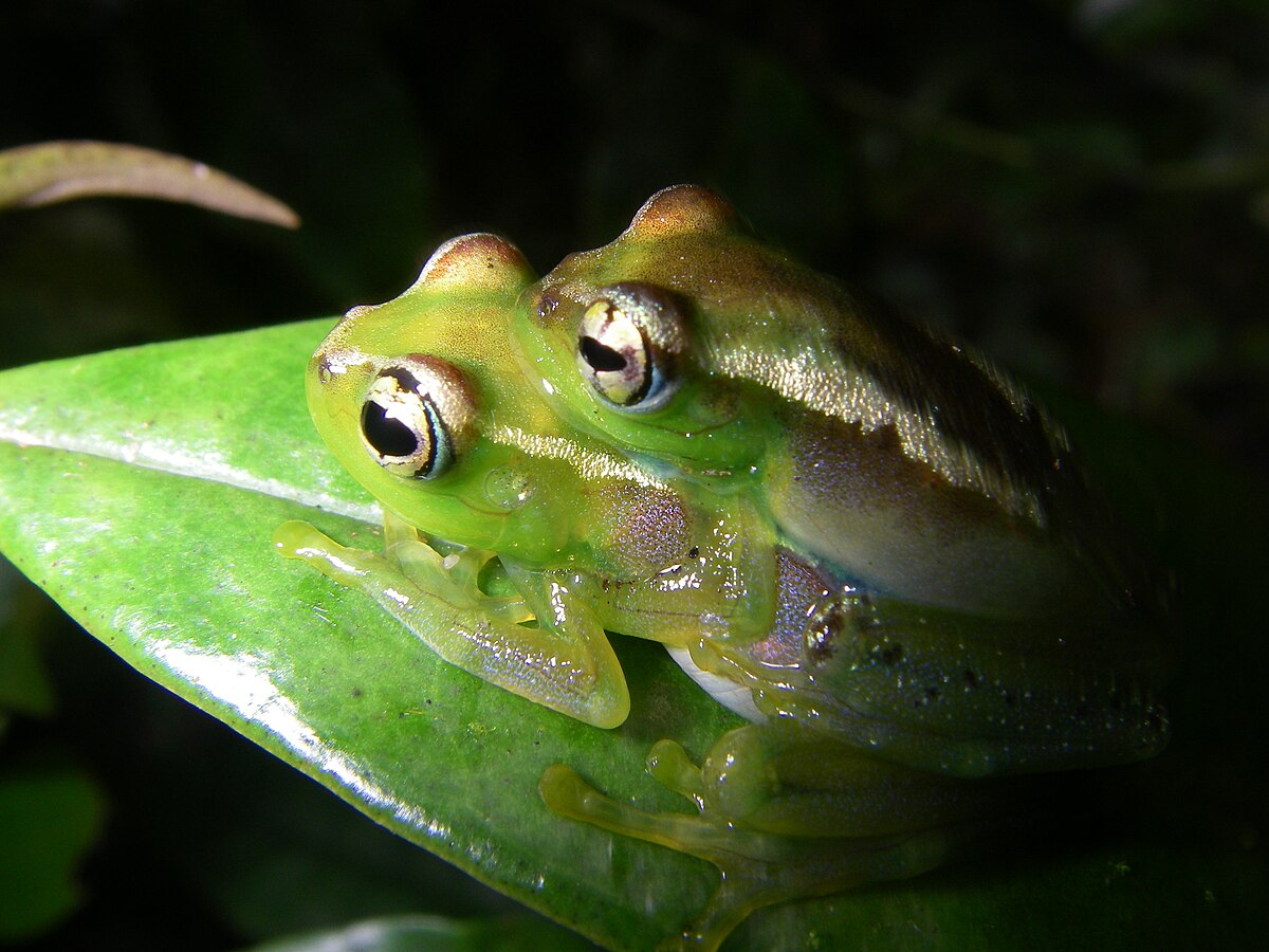 Boophis lilianae 04.jpg