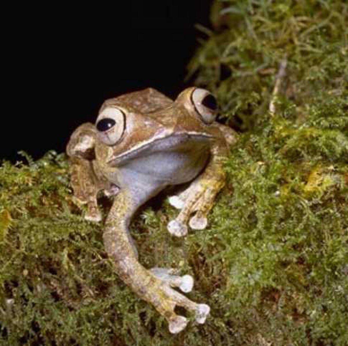 Boophis madagascariensis