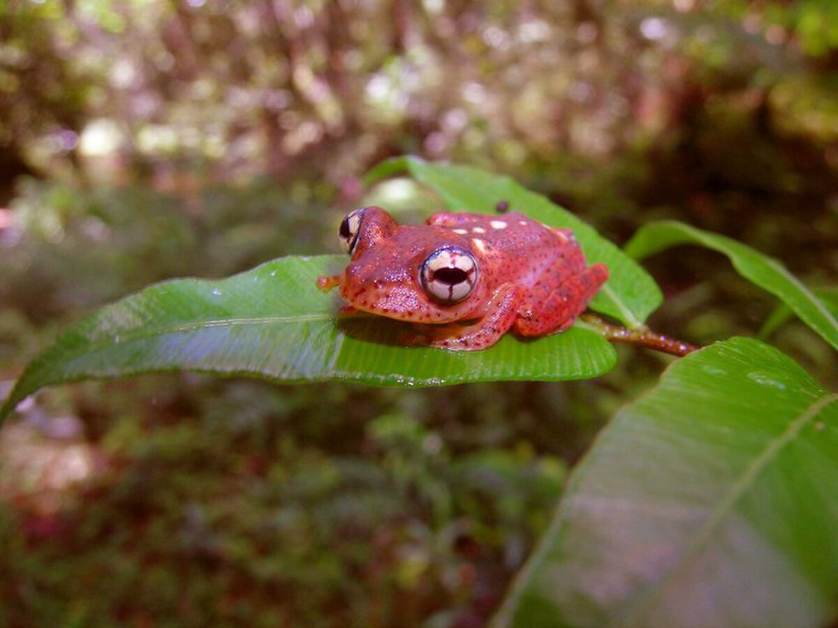 Boophis pyrrhus