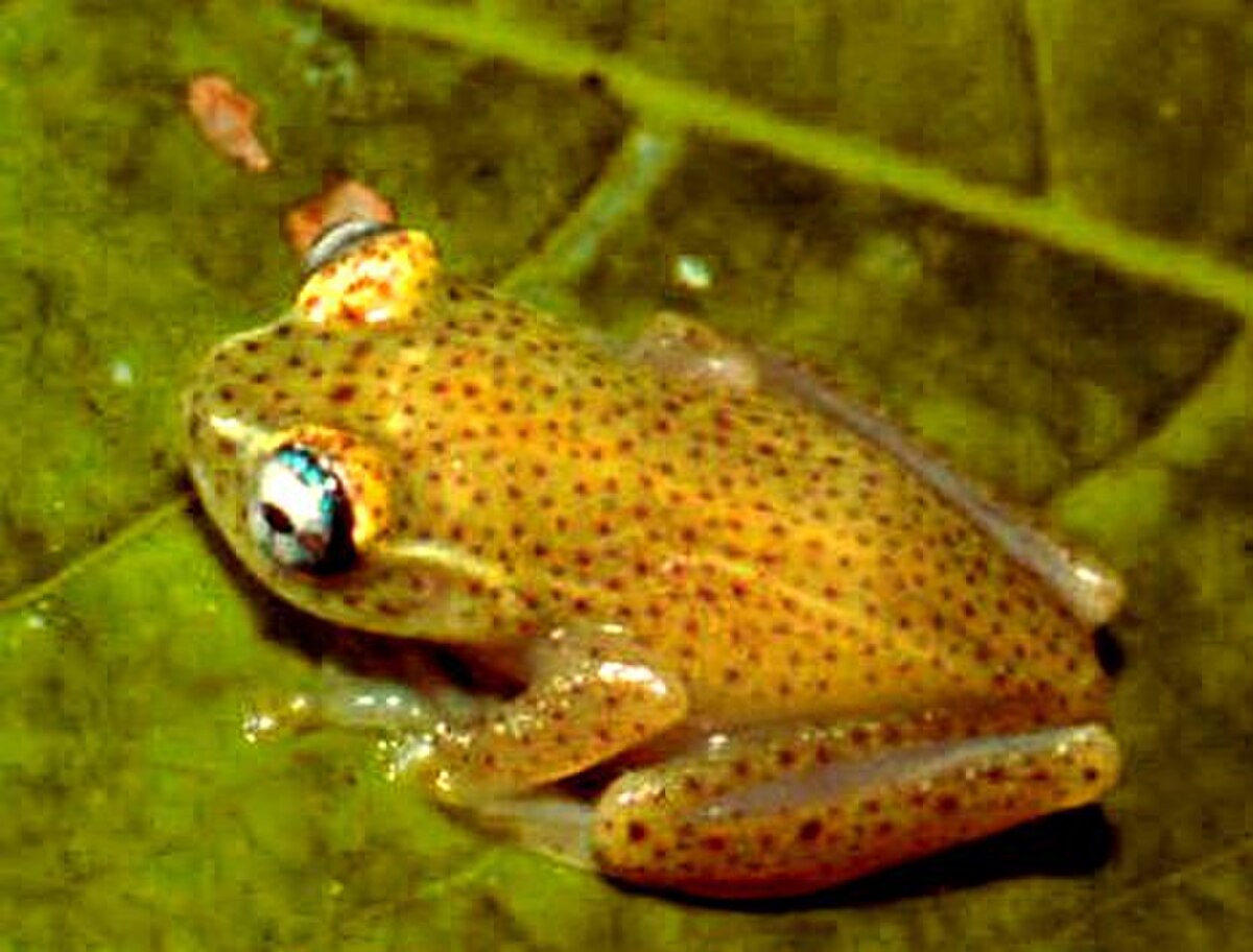 Boophis tasymena