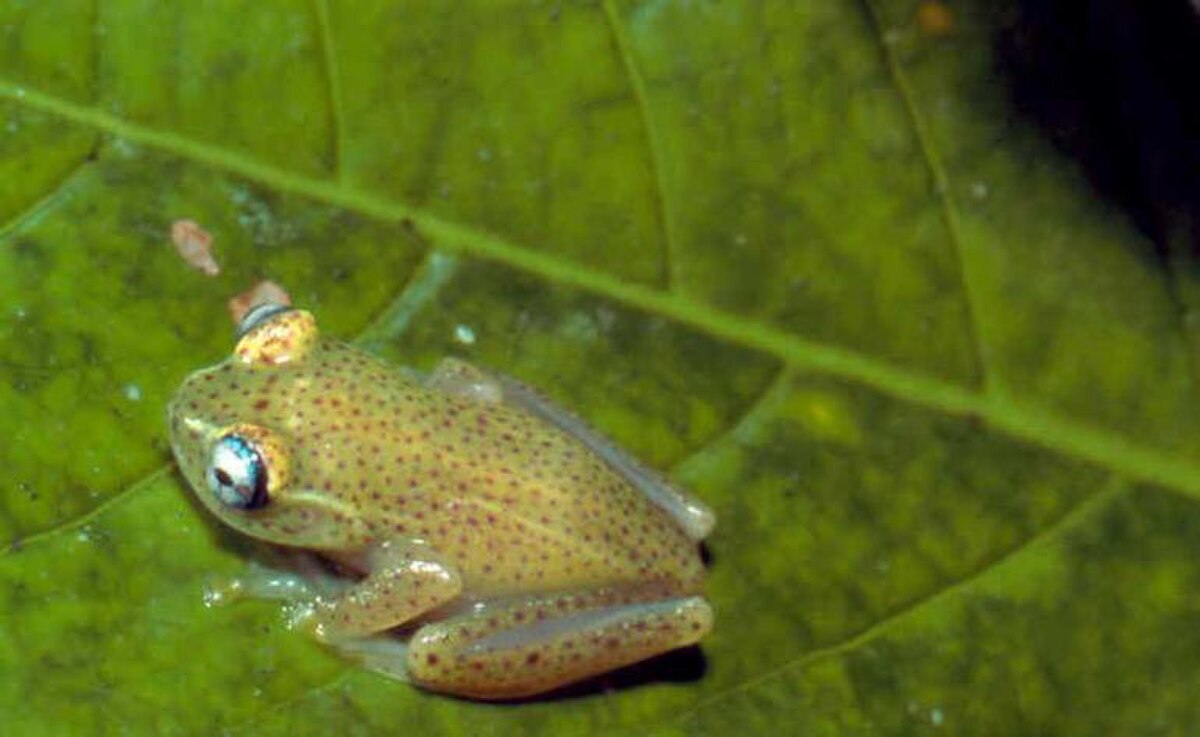 Boophis tasymena.jpg