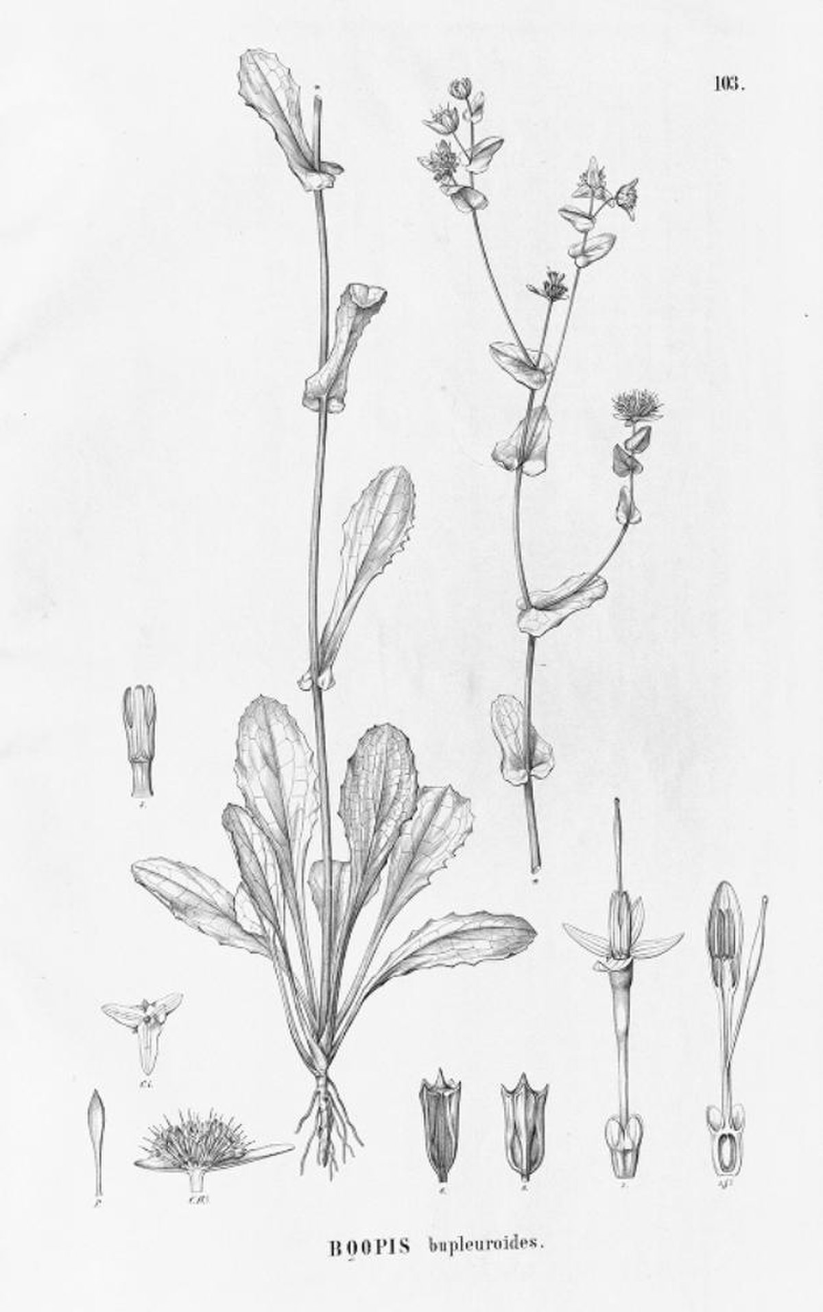 Calyceraceae
