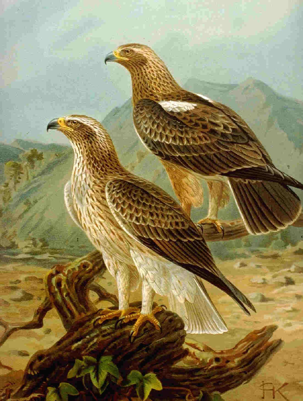 Aigle botté