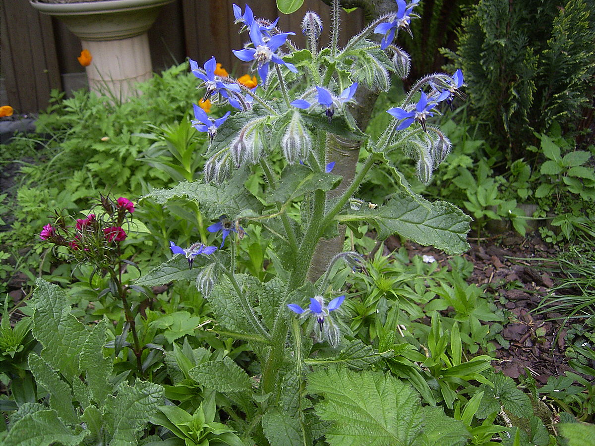 Bourrache officinale