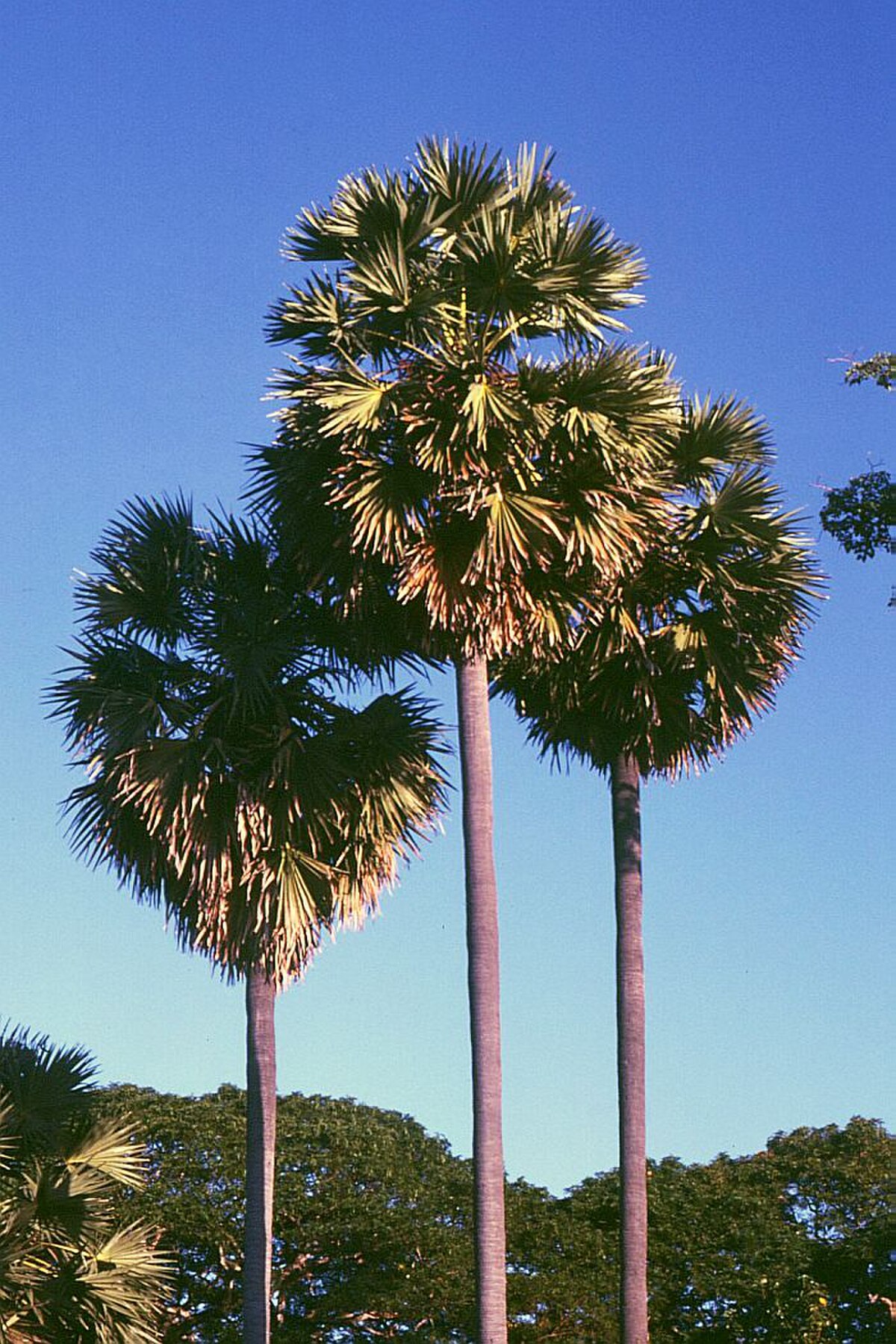 Plante