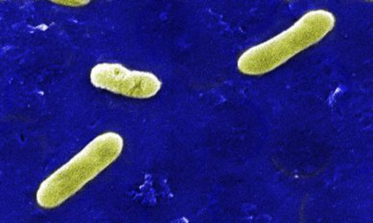 Betaproteobacteria