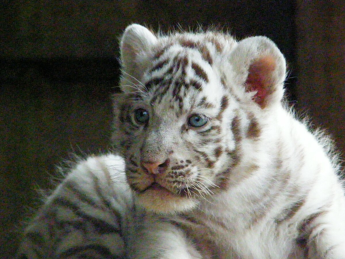 ZooParc de Beauval