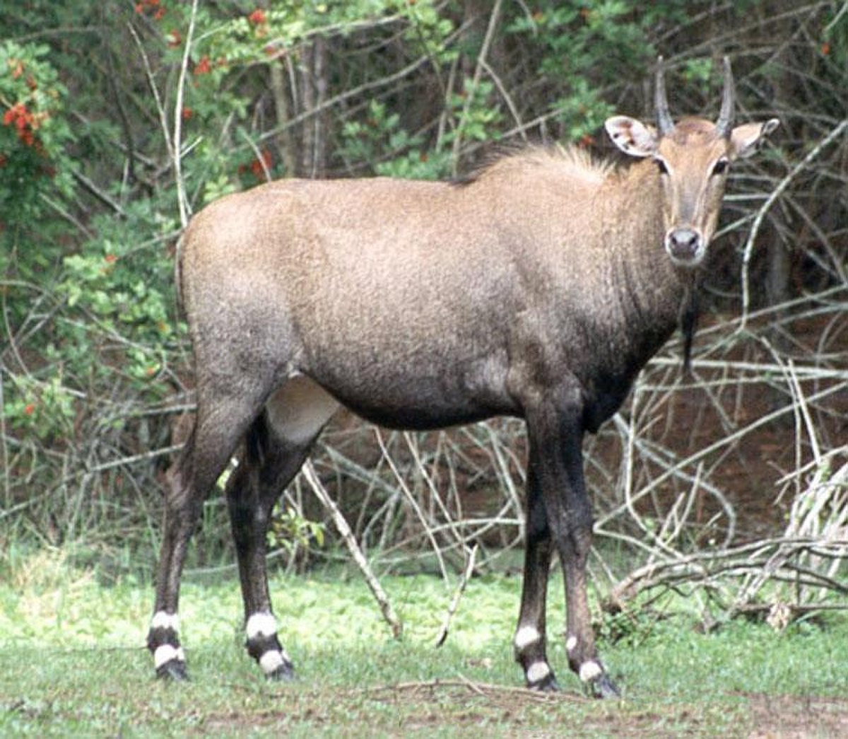 Antilope Nilgaut