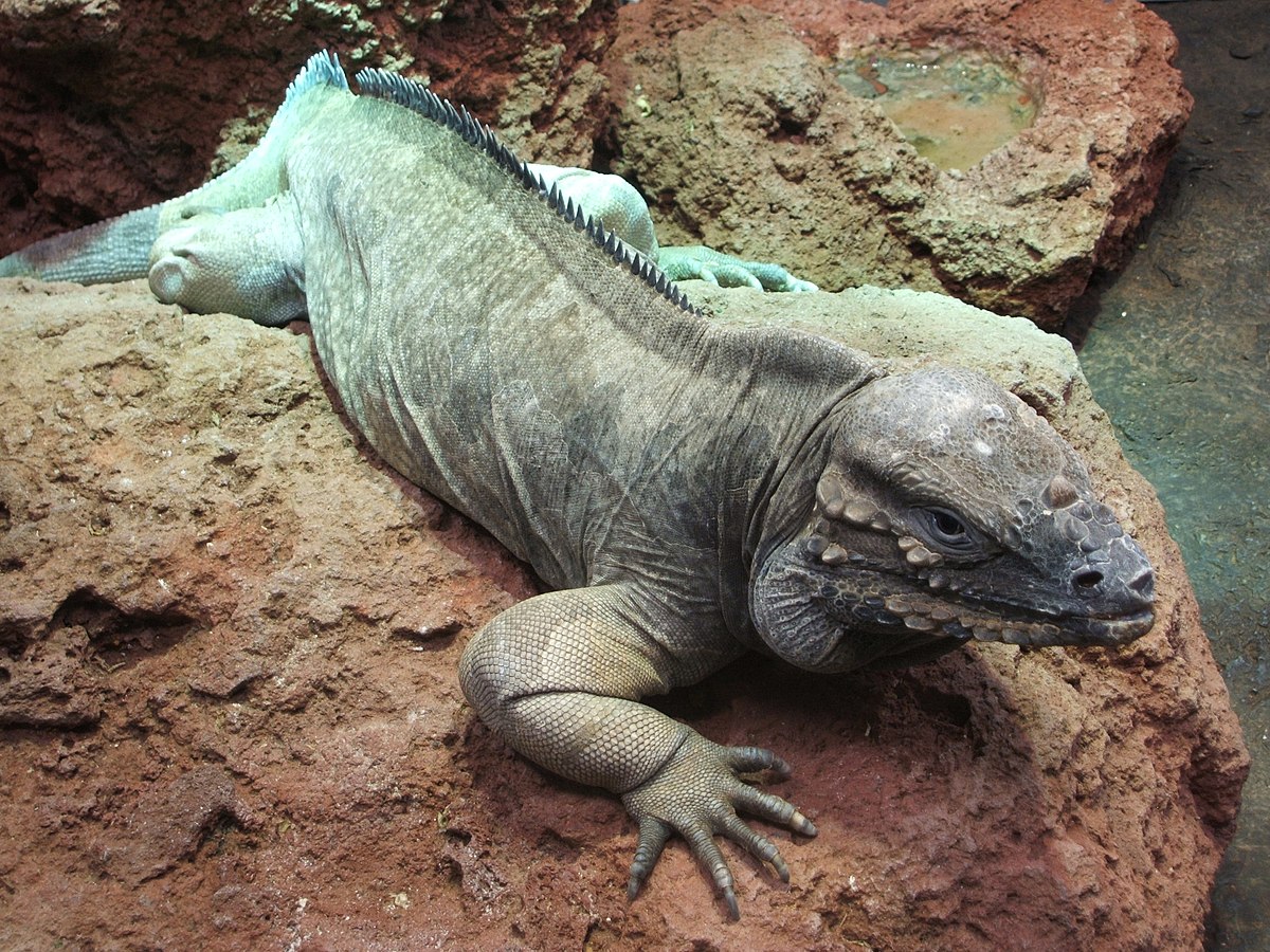 Cyclura cornuta