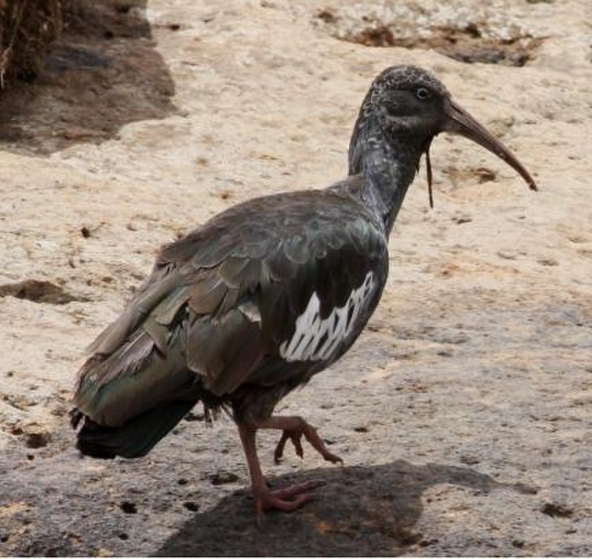 Ibis caronculé