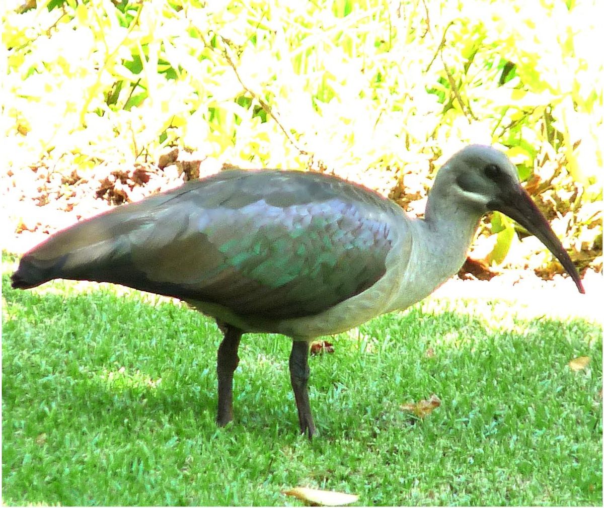 Ibis hagedash