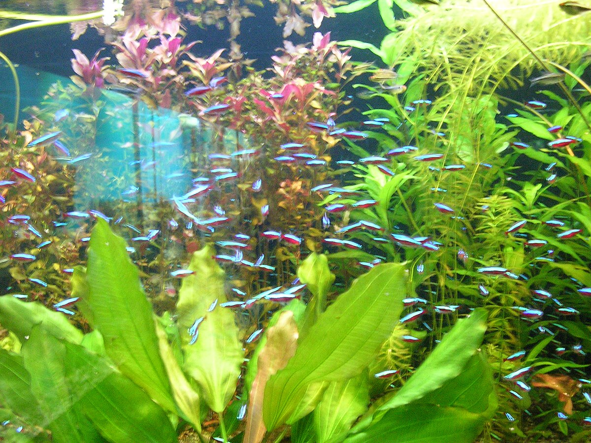 Botanická zahrada Liberec (08).jpg