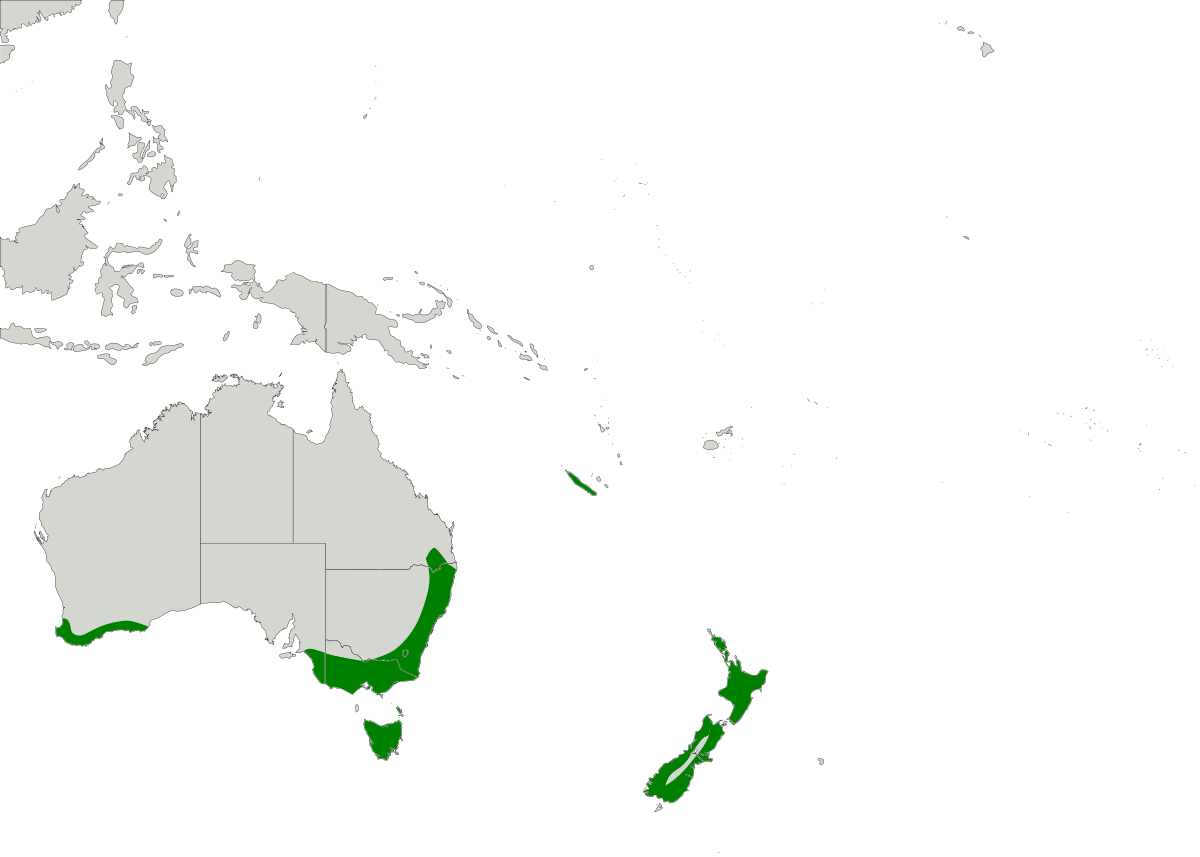Botaurus poiciloptilus map.svg