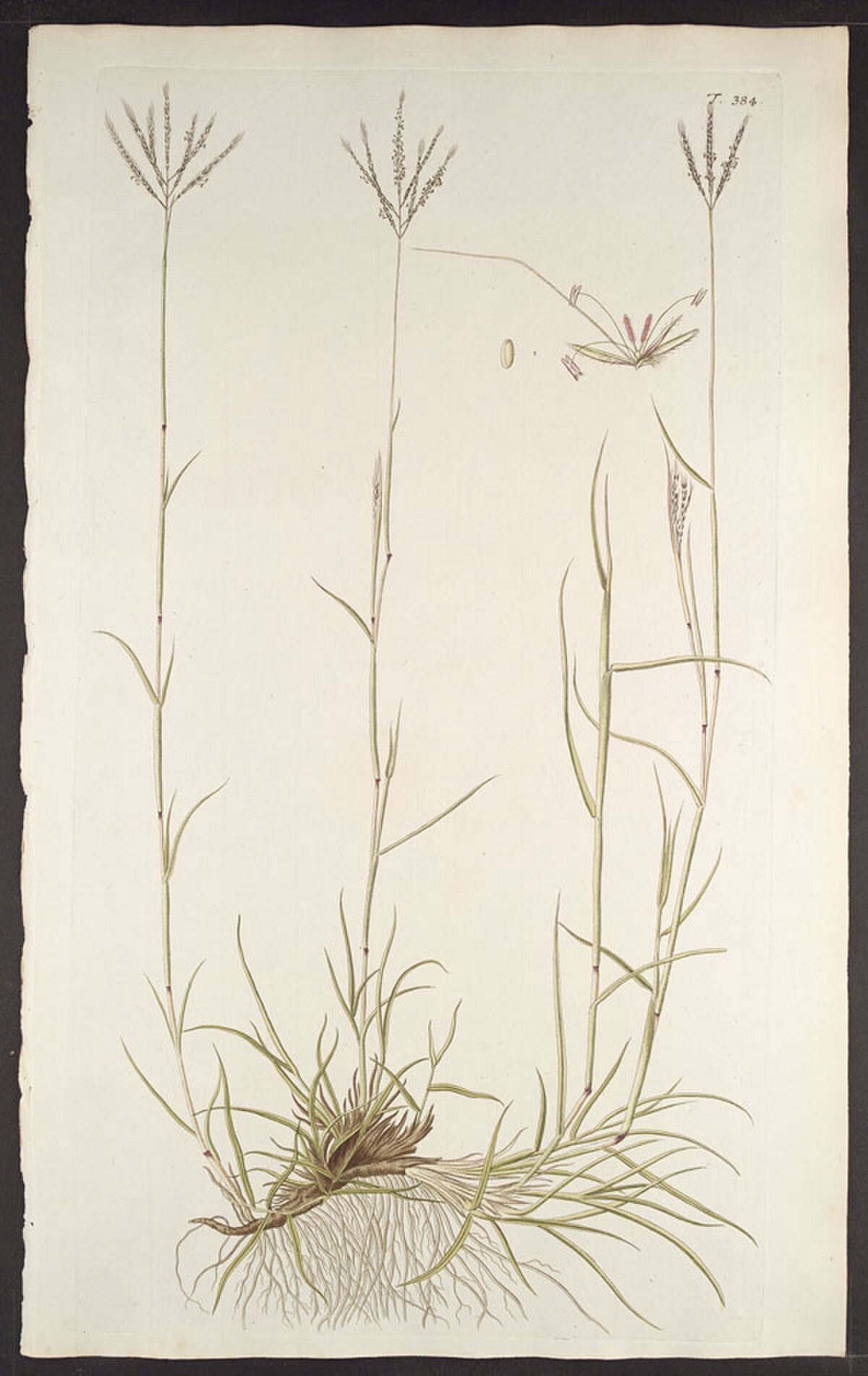Dichanthium