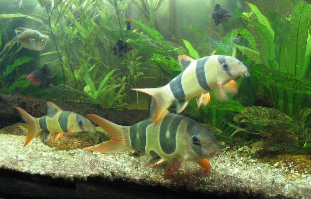 un aquarium communautaire avec 3 loches-clowns au premier plan