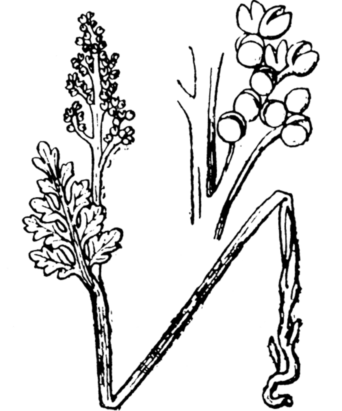 Botrychium matricariifolium